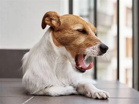 Dog Yawning Excessively and Licking Lips? What It Really Means