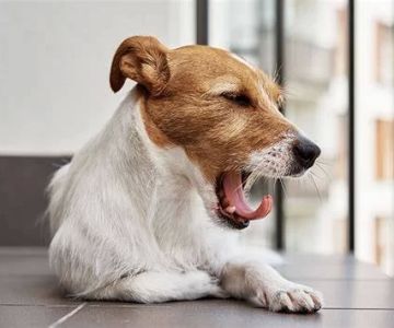 Dog Yawning Excessively and Licking Lips? What It Really Means