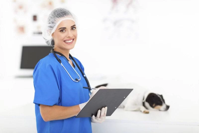 What Is the Average Pay for a Veterinary Assistant? Salary Insights & Career Tips