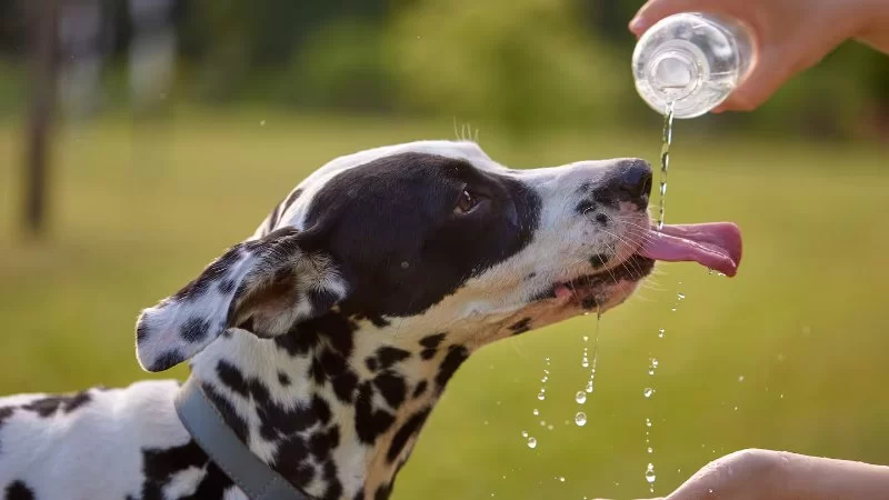 How to Prevent Heatstroke in Pets During Summer in the U.S. with Natural Remedies