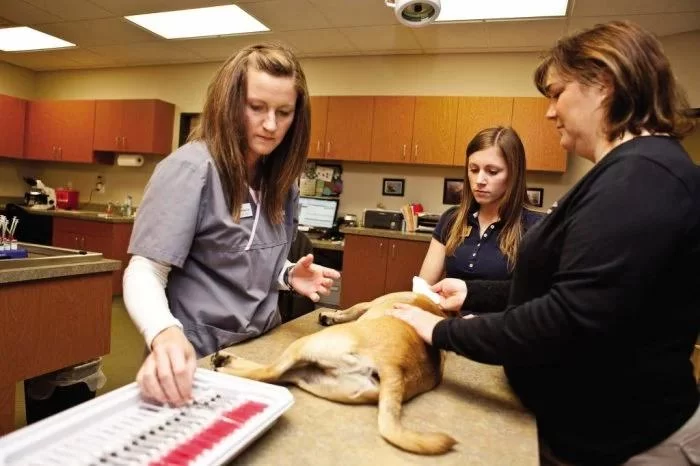 What Might a Veterinarian Encounter in a Clinic Setting? Insights and Experiences