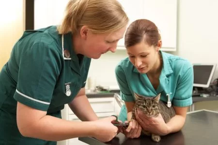 How Long Does It Take to Be a Veterinarian? Understanding the Journey