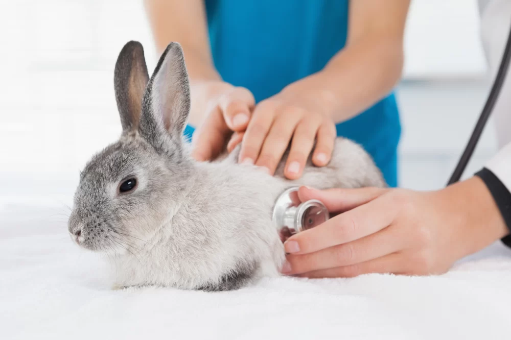 A Veterinarian Recommends That Each Day a Certain Rabbit Gets Proper Care and Nutrition