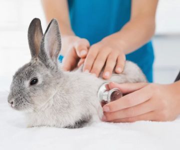 A Veterinarian Recommends That Each Day a Certain Rabbit Gets Proper Care and Nutrition