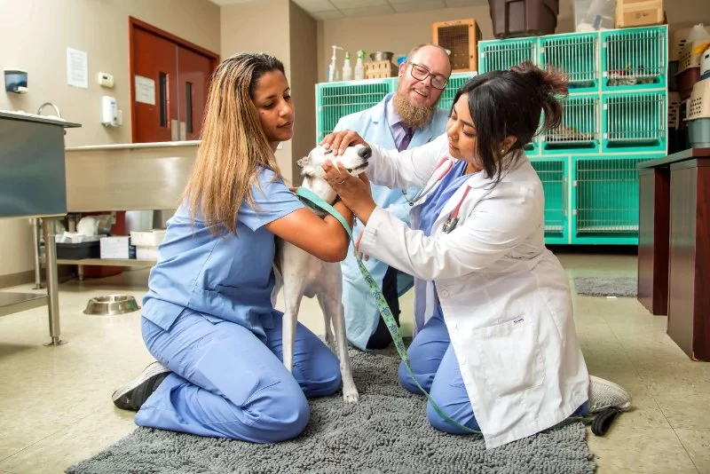What Is the Entrance Exam for Veterinary School in the US