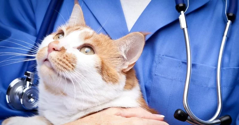 How Long Does It Take to Become a Veterinary Technician in the US