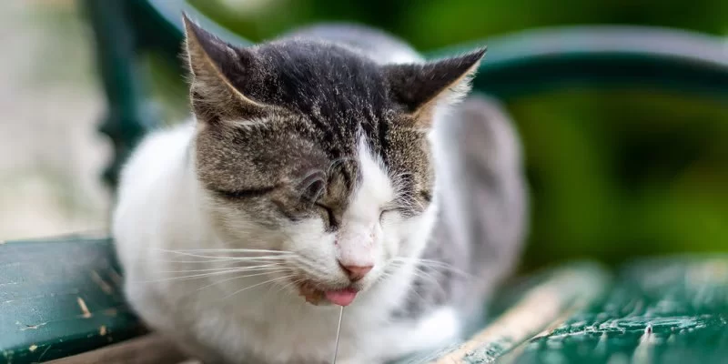 Understanding Cat Excessive Drooling With No Other Symptoms