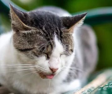 Understanding Cat Excessive Drooling With No Other Symptoms