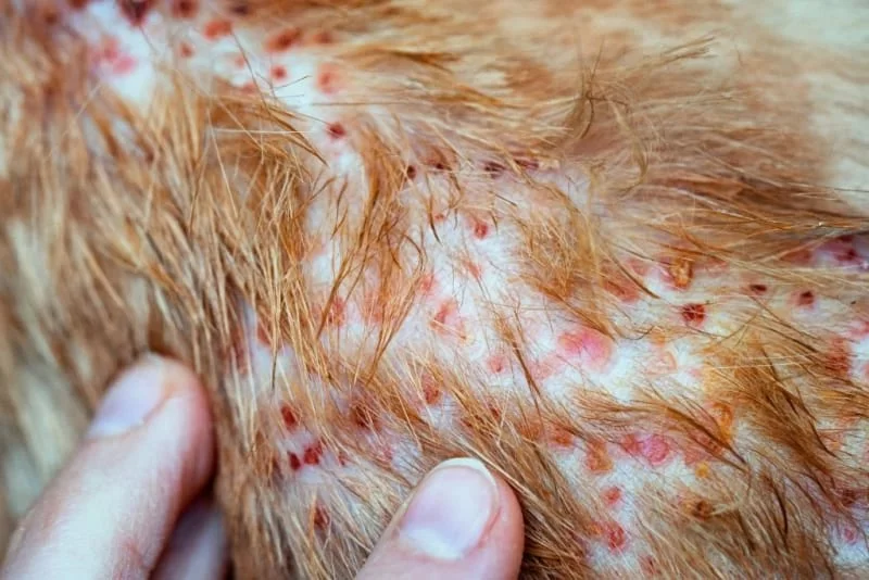 Dog Skin Rash Causes and Treatment: What Every Pet Owner Should Know