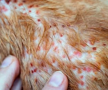 Dog Skin Rash Causes and Treatment: What Every Pet Owner Should Know