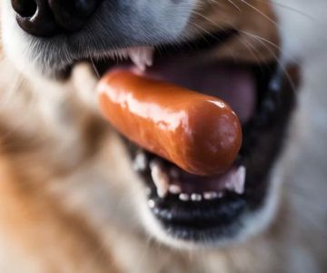 Can Dogs Eat Cooked Sausage? What Pet Owners Should Know