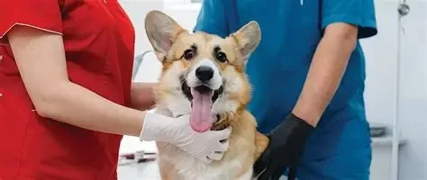 How to Do a Faecal Float in Veterinary Practice Step by Step