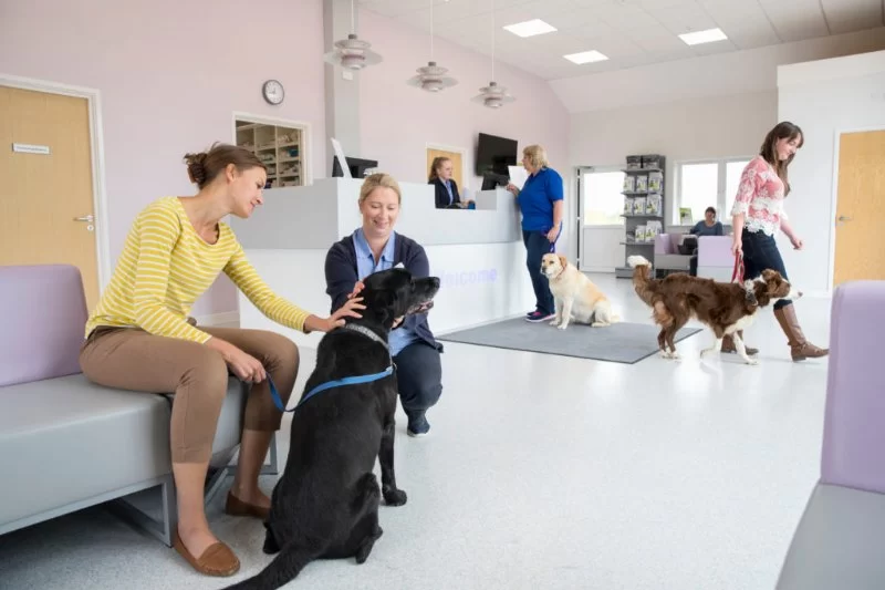 Where Does a Veterinarian Work? Exploring Real Practice Settings