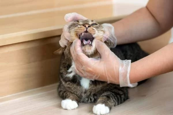 Cat Difficulty Swallowing Food – Causes and Veterinary Advice