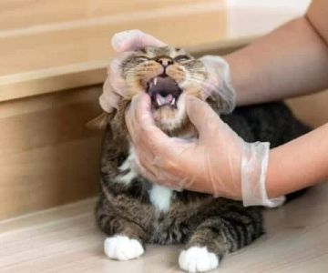 Cat Difficulty Swallowing Food – Causes and Veterinary Advice