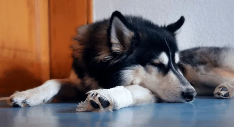 Dog Sudden Limping After Rest – Causes, Concerns & What to Do