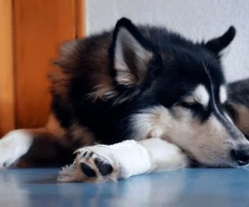 Dog Sudden Limping After Rest – Causes, Concerns & What to Do
