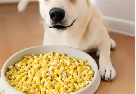 Can Dogs Eat Corn? Safety, Benefits, and What to Avoid