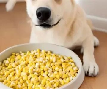Can Dogs Eat Corn? Safety, Benefits, and What to Avoid
