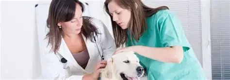Who Is a Veterinary Assistant and What Do They Do? A Complete Guide
