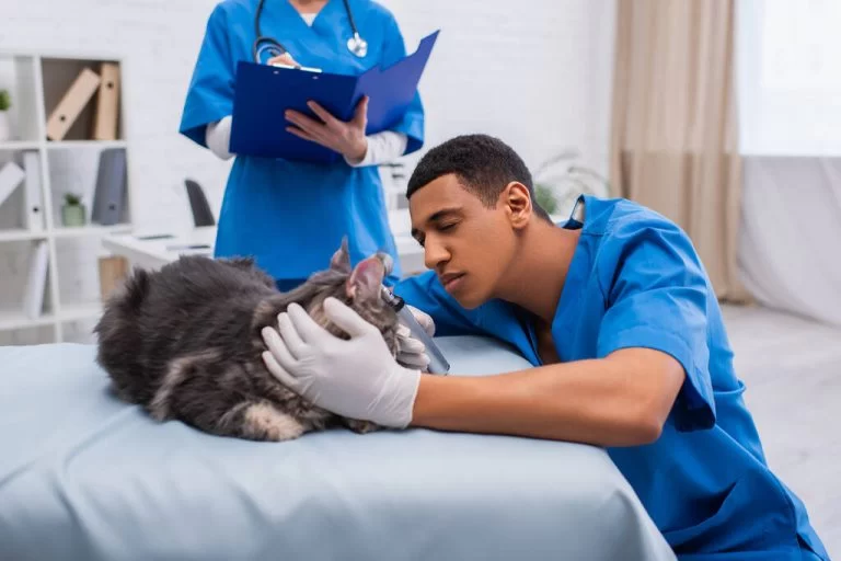 What Are Veterinary Hospitals and Why They Matter for Your Pet’s Health