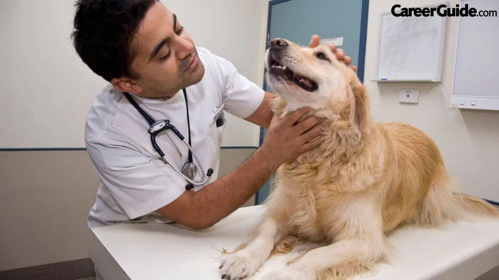 How to Become a Veterinary Doctor in USA: A Complete Career Guide
