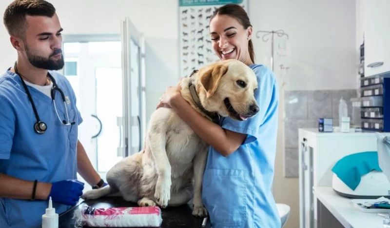 What is the Meaning of Veterinary? Understanding Veterinary Care and Services
