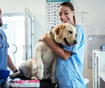What is the Meaning of Veterinary? Understanding Veterinary Care and Services