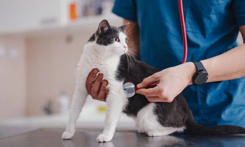 How to Get Help with Veterinary Bills: Solutions and Tips