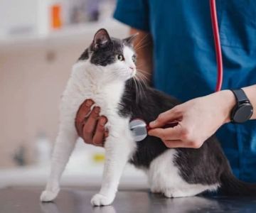 How to Get Help with Veterinary Bills: Solutions and Tips