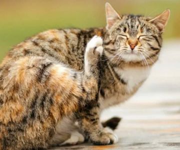 Cat Shaking Head and Scratching Ears: Causes and Solutions