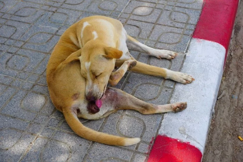 Dog Excessive Licking of Genital Area: Causes and Solutions