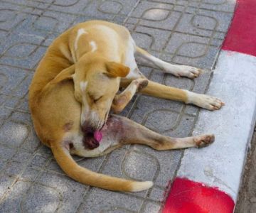 Dog Excessive Licking of Genital Area: Causes and Solutions