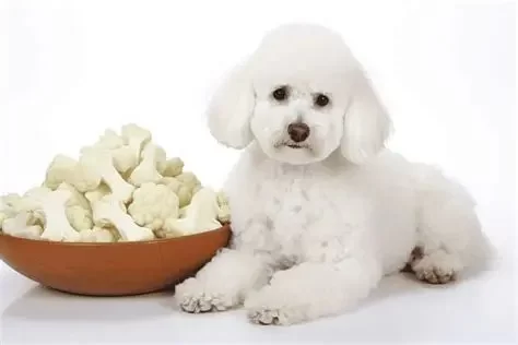 Can Dogs Eat Cauliflower? A Guide to Healthy Treats for Your Dog