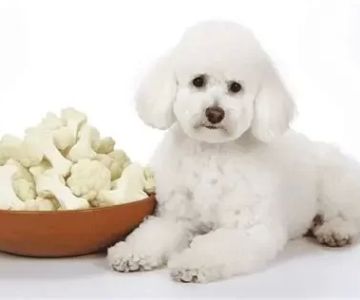 Can Dogs Eat Cauliflower? A Guide to Healthy Treats for Your Dog