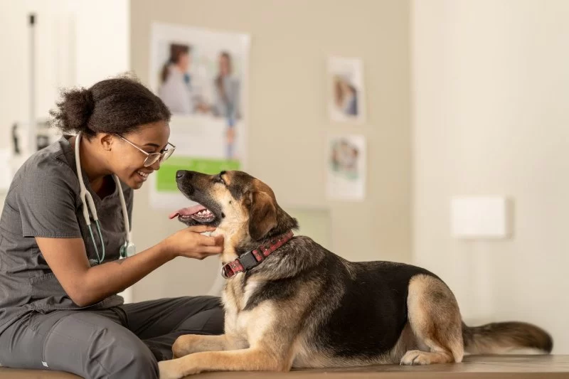 How to Shadow a Veterinarian: A Guide for Aspiring Animal Care Professionals