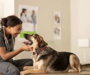How to Shadow a Veterinarian: A Guide for Aspiring Animal Care Professionals