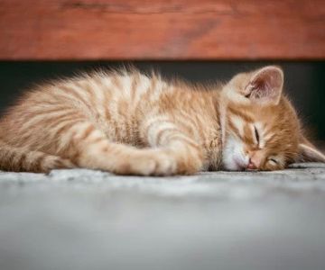 Why Is My Cat Not Sleeping in Their Usual Resting Spot?