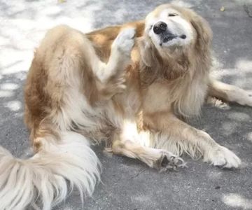 Why Is My Dog Scratching Ears? Understanding the Causes and Solutions