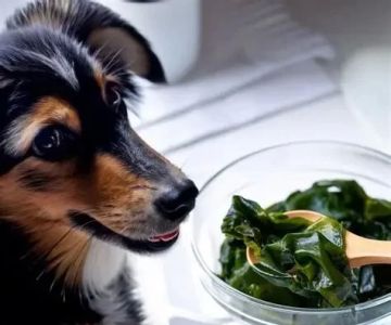 Can Dogs Eat Seaweed? Everything You Need to Know