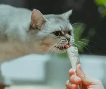 Cat Not Eating Meals But Nibbling Snacks? Here's What It Could Mean