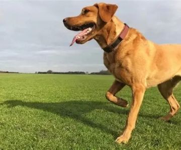 Dog Displaying Signs of Joint Pain? What Every Owner Should Know