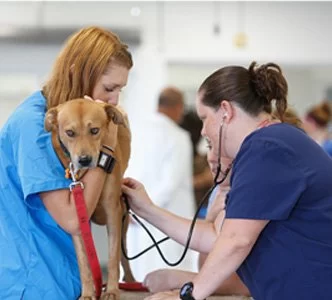 What Education or Training Is Needed to Be a Veterinarian