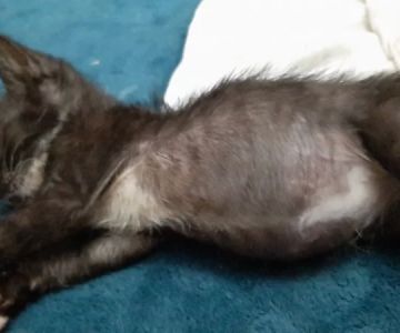 Cat Swollen Abdomen and Bloating: What Every Pet Owner Should Know