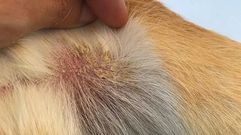 Dog Skin Rash Causes and Treatment: Expert Tips Every Pet Owner Should Know
