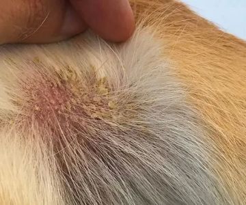 Dog Skin Rash Causes and Treatment: Expert Tips Every Pet Owner Should Know