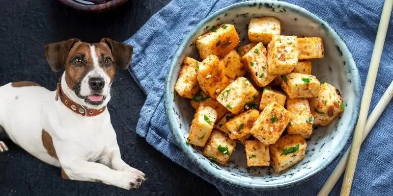 Can Dogs Eat Tofu in Moderation? A Vet-Backed Guide for Pet Parents