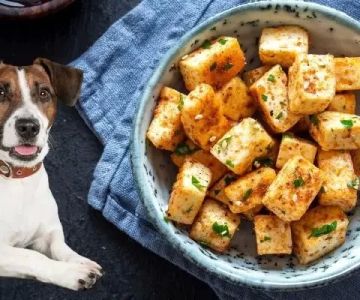 Can Dogs Eat Tofu in Moderation? A Vet-Backed Guide for Pet Parents