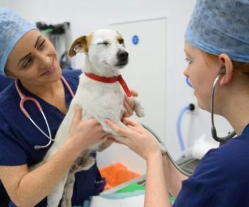 How Much Do Veterinary Technologists Make: A Full Career Salary Guide