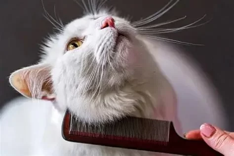 Cat Hair Loss in Patches: Causes, Diagnosis, and Treatment Options